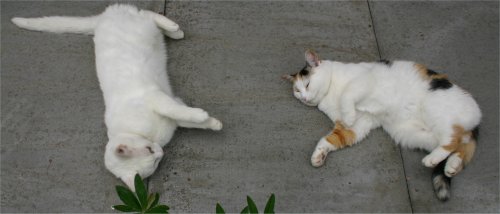 cats lying on the warm concrete