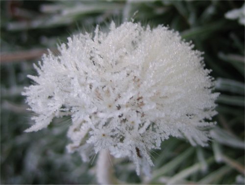 dandlion with frost