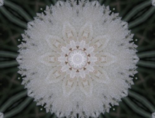 kaleidoscope dandelion